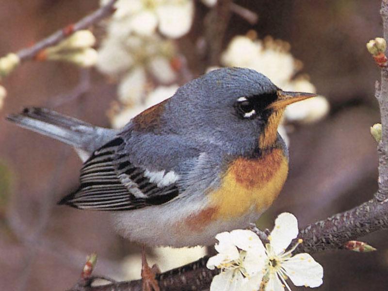 Northern Parula Warbler (Parula americana) {!--아메리카휘파람새-->; DISPLAY FULL IMAGE.