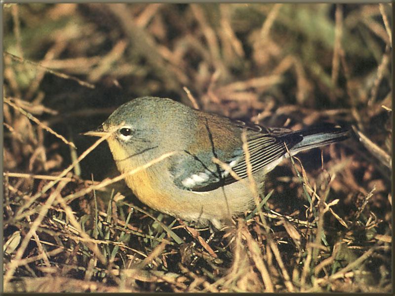 Northern Parula Warbler (Parula americana) {!--아메리카휘파람새-->; DISPLAY FULL IMAGE.