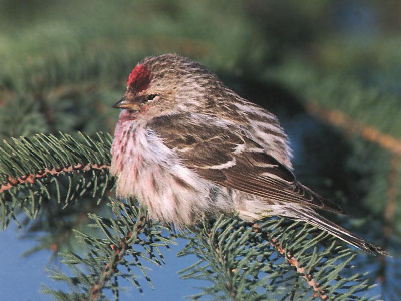 Common Redpoll Warbler (Carduelis flammea) {!--홍방울새-->; DISPLAY FULL IMAGE.