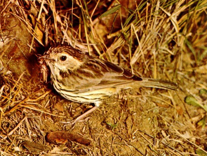 Speckled Warbler (Chthonicola sagittata) {!--호주얼룩솔새-->; DISPLAY FULL IMAGE.