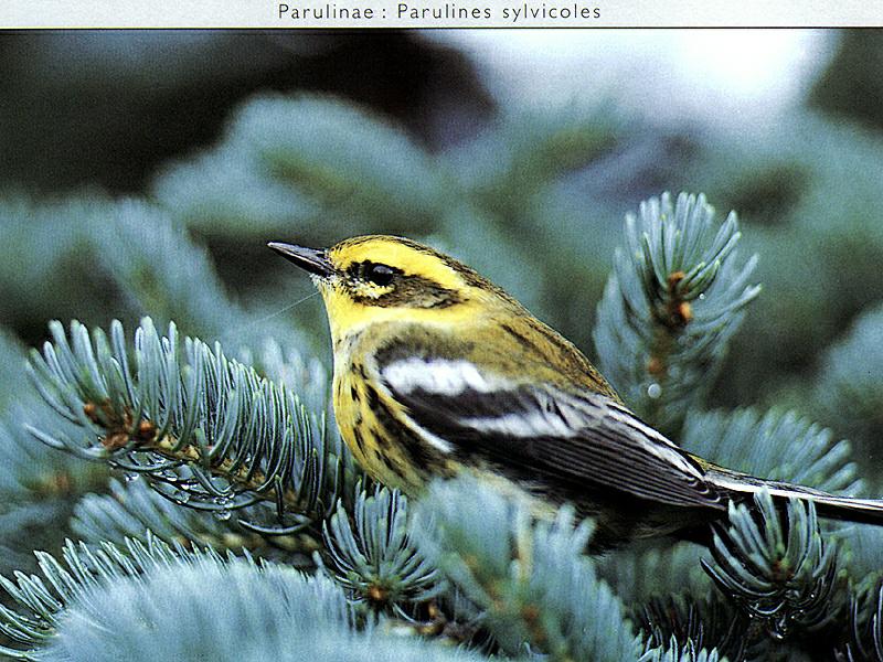 Townsend's Warbler (Dendroica townsendi) {!--검은안경솔새-->; DISPLAY FULL IMAGE.