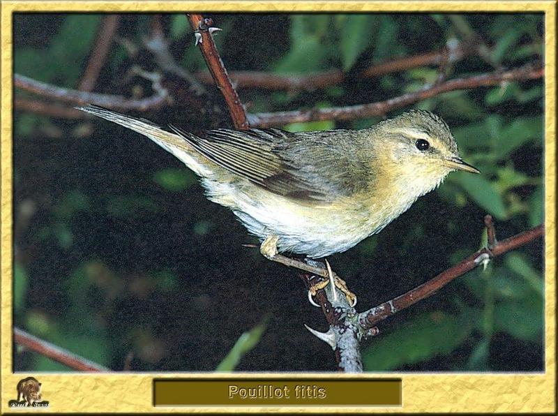 European Willow Warbler (Phylloscopus trochilus) {!--유럽버들솔새, 연노랑솔새-->; DISPLAY FULL IMAGE.