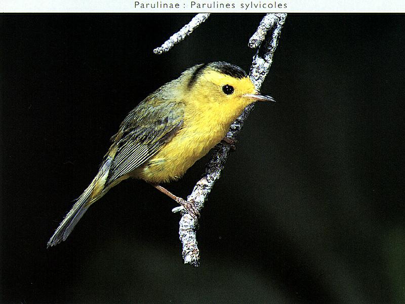 Wilson's Warbler (Wilsonia pusilla) {!--윌슨솔새-->; DISPLAY FULL IMAGE.