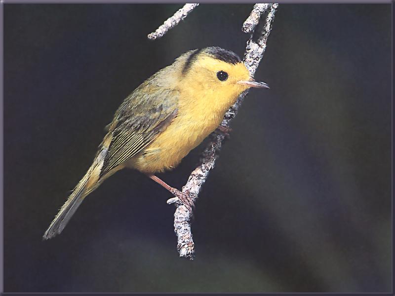 Wilson's Warbler (Wilsonia pusilla) {!--윌슨솔새-->; DISPLAY FULL IMAGE.