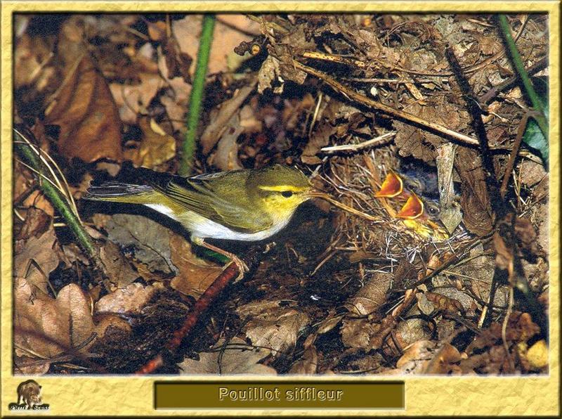 Wood Warbler (Phylloscopus sibilatrix) {!--숲솔새-->; DISPLAY FULL IMAGE.