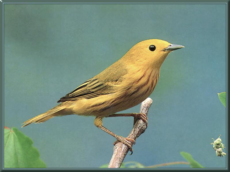 Yellow Warbler (Dendroica petechia) {!--황금솔새-->; DISPLAY FULL IMAGE.