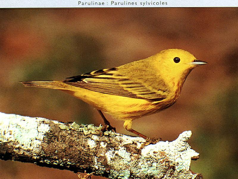 Yellow Warbler (Dendroica petechia) {!--황금솔새-->; DISPLAY FULL IMAGE.