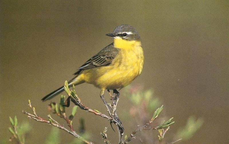 Yellow Wagtail (Motacilla flava) {!--긴발톱할미새-->; DISPLAY FULL IMAGE.