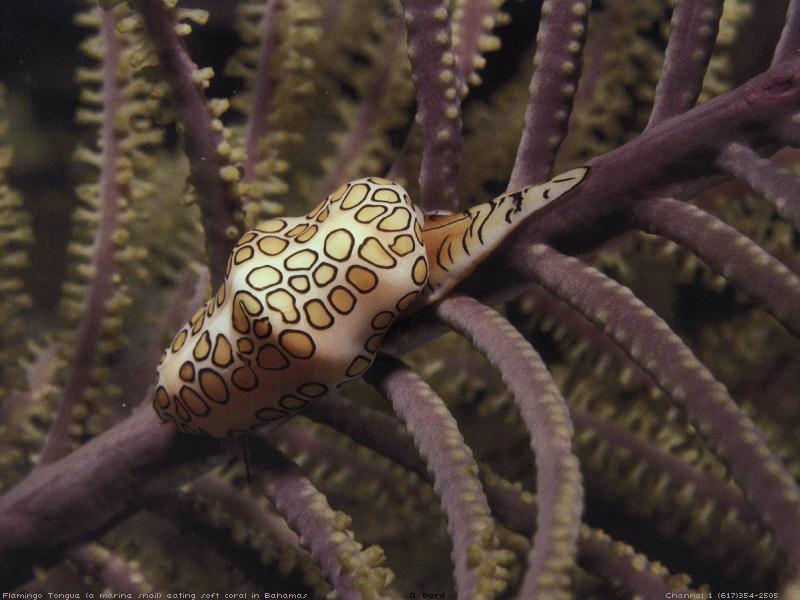 Flamingo's Tongue (Cyphoma gibbosum) {!--홍학의혀(홍학조개)-->; DISPLAY FULL IMAGE.