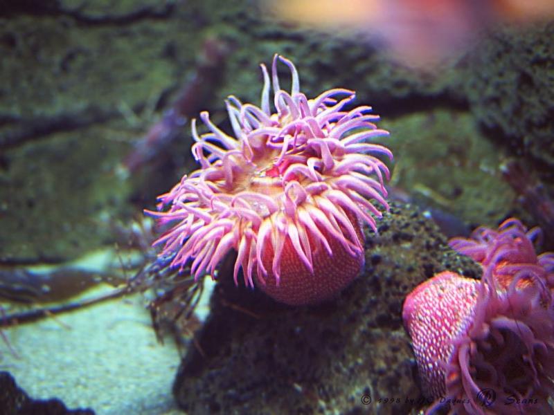 Sea Anemone {!--말미잘-->; DISPLAY FULL IMAGE.