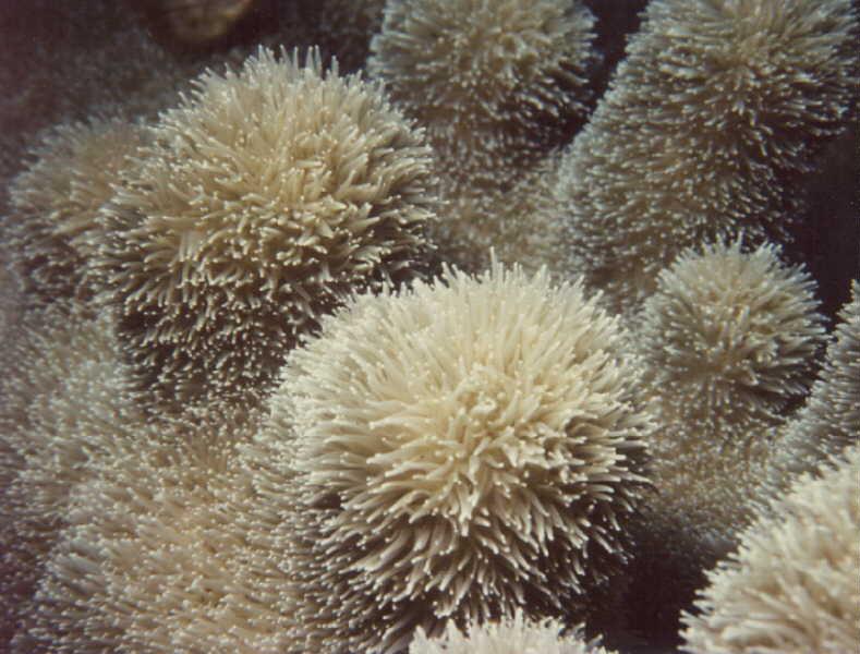 Sea Anemone {!--말미잘-->; DISPLAY FULL IMAGE.