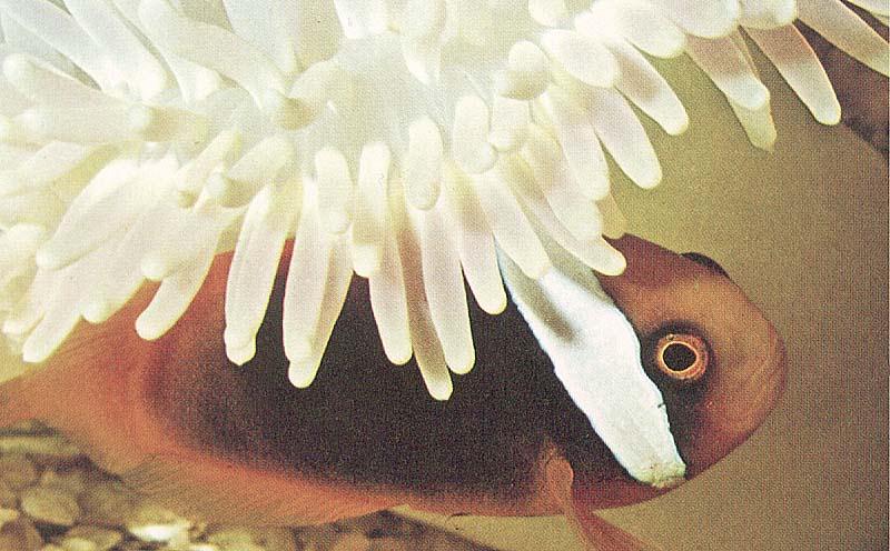 Sea Anemone {!--말미잘-->; DISPLAY FULL IMAGE.