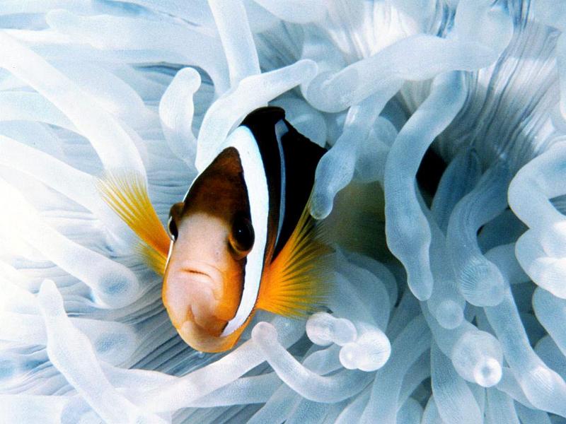 Sea Anemone {!--말미잘-->; DISPLAY FULL IMAGE.