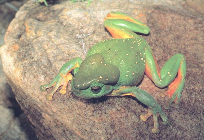 White's Treefrog (Litoria caerulea) {!--호주청개구리-->; DISPLAY FULL IMAGE.