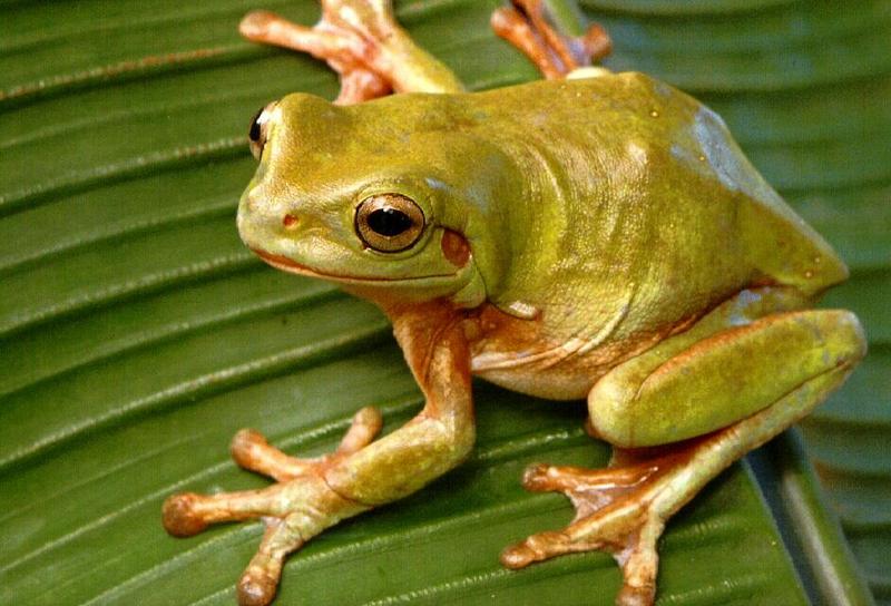 White's Treefrog (Litoria caerulea) {!--호주청개구리-->; DISPLAY FULL IMAGE.