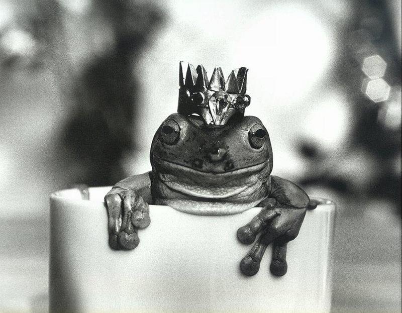 White's Treefrog (Litoria caerulea) {!--호주청개구리-->; DISPLAY FULL IMAGE.