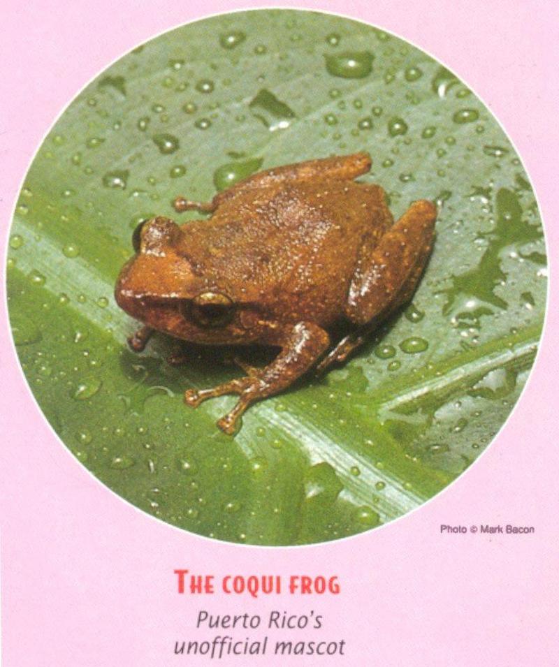 Common Coqui Frog (Eleutherodactylus coqui) {!--코퀴청개구리-->; DISPLAY FULL IMAGE.