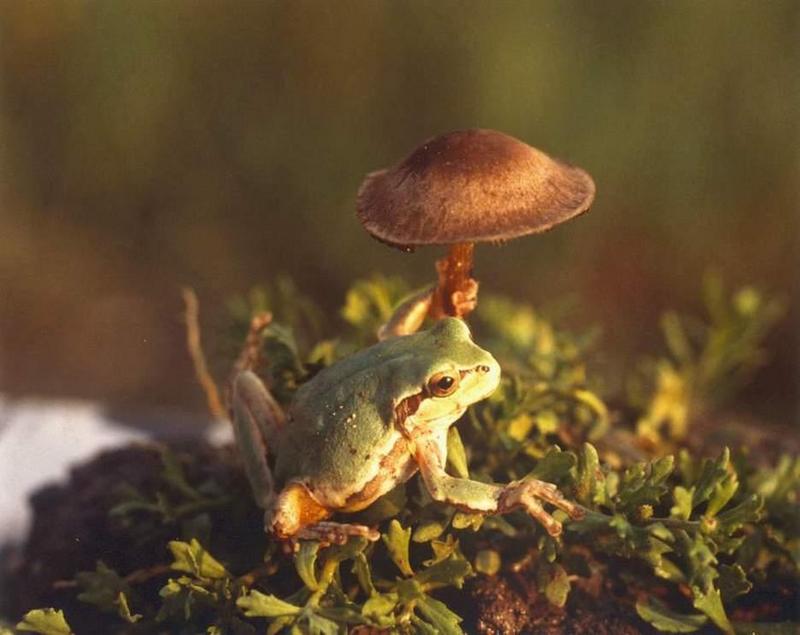Far Eastern Treefrog (Hyla arborea japonica) {!--청개구리-->; DISPLAY FULL IMAGE.