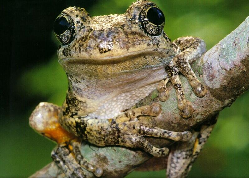 Common Gray Treefrog (Hyla versicolor) {!--회색청개구리-->; DISPLAY FULL IMAGE.