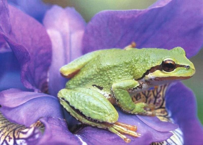 Green Treefrog (Hyla sp.) {!--청개구리류-->; DISPLAY FULL IMAGE.