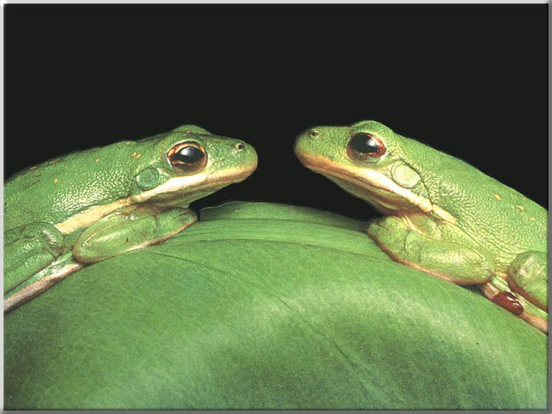 Green Treefrog (Hyla sp.) {!--청개구리류-->; DISPLAY FULL IMAGE.