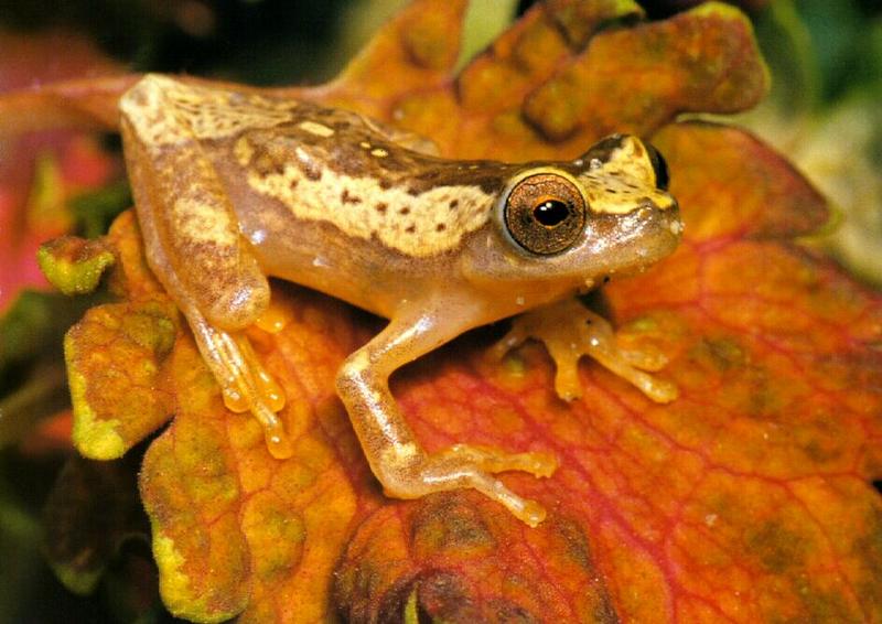 Hourglass Treefrog (Hyla ebraccata) {!--모래시계청개구리-->; DISPLAY FULL IMAGE.