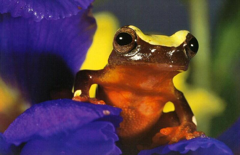 Hourglass Treefrog (Hyla ebraccata) {!--모래시계청개구리-->; DISPLAY FULL IMAGE.