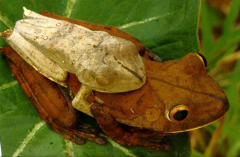 Map Treefrog (Hyla geographica) {!--지도청개구리-->; DISPLAY FULL IMAGE.