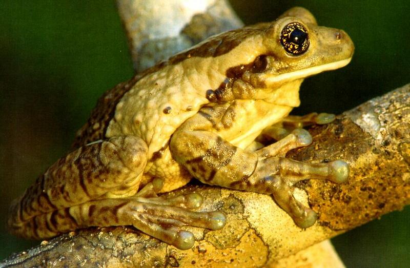 Marbled Treefrog (Phrynohyas venulosa) {!--대리석개구리-->; DISPLAY FULL IMAGE.