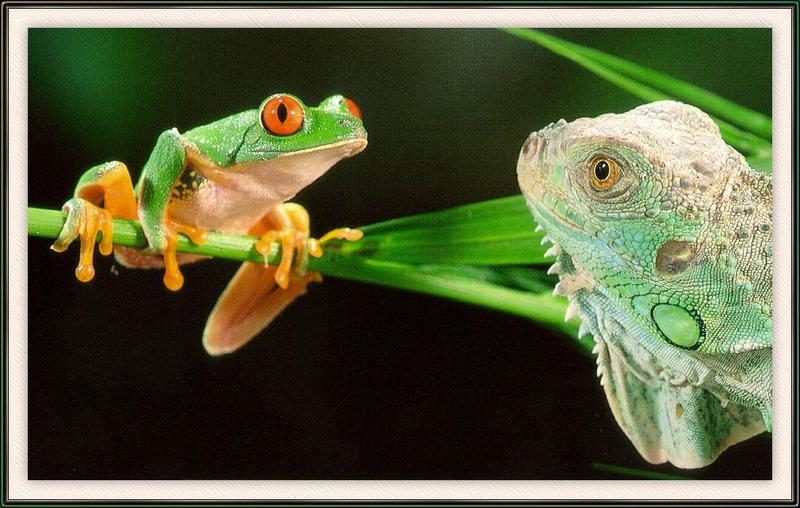 Red-eyed Treefrog (Agalychnis callidryas) {!--붉은눈청개구리-->; DISPLAY FULL IMAGE.