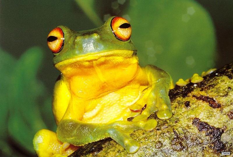 Red-eyed Treefrog (Agalychnis callidryas) {!--붉은눈청개구리-->; DISPLAY FULL IMAGE.