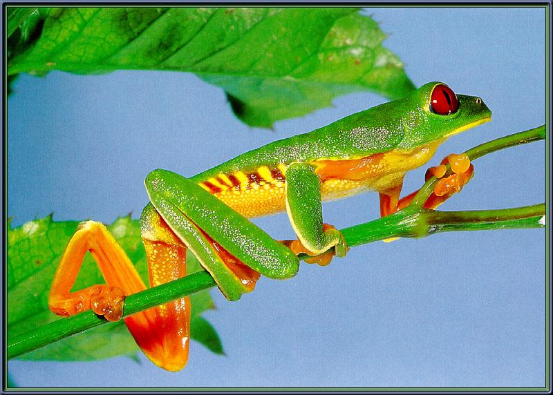 Red-eyed Treefrog (Agalychnis callidryas) {!--붉은눈청개구리-->; DISPLAY FULL IMAGE.