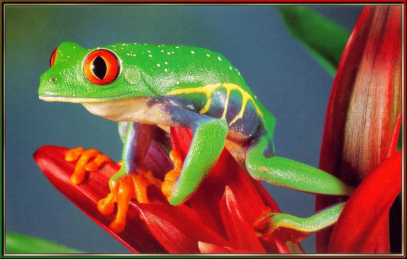 Red-eyed Treefrog (Agalychnis callidryas) {!--붉은눈청개구리-->; DISPLAY FULL IMAGE.