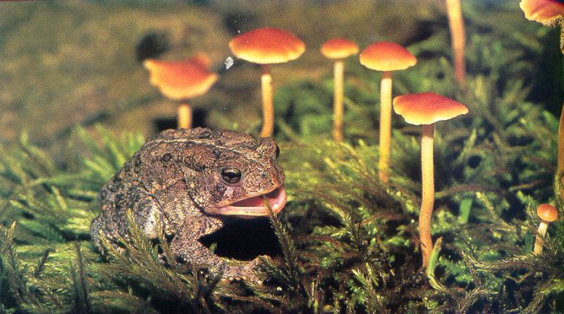 American Toad (Bufo americanus) {!--아메리카두꺼비-->; DISPLAY FULL IMAGE.