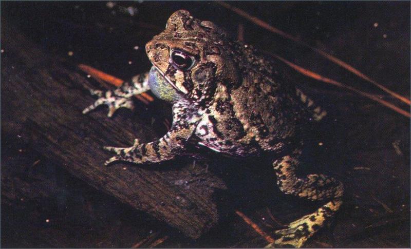 Houston Toad (Bufo houstonensis) {!--휴스턴두꺼비-->; DISPLAY FULL IMAGE.