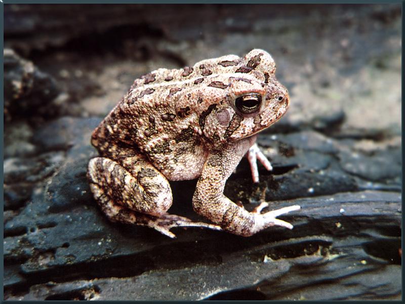 Common Toad (Bufo bufo) {!--두꺼비-->; DISPLAY FULL IMAGE.