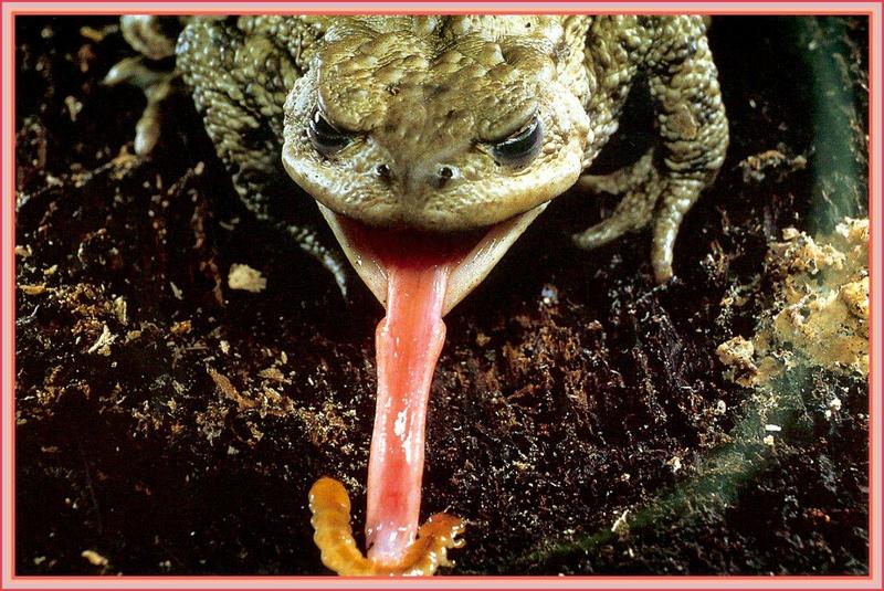 Common Toad (Bufo bufo) {!--두꺼비-->; DISPLAY FULL IMAGE.