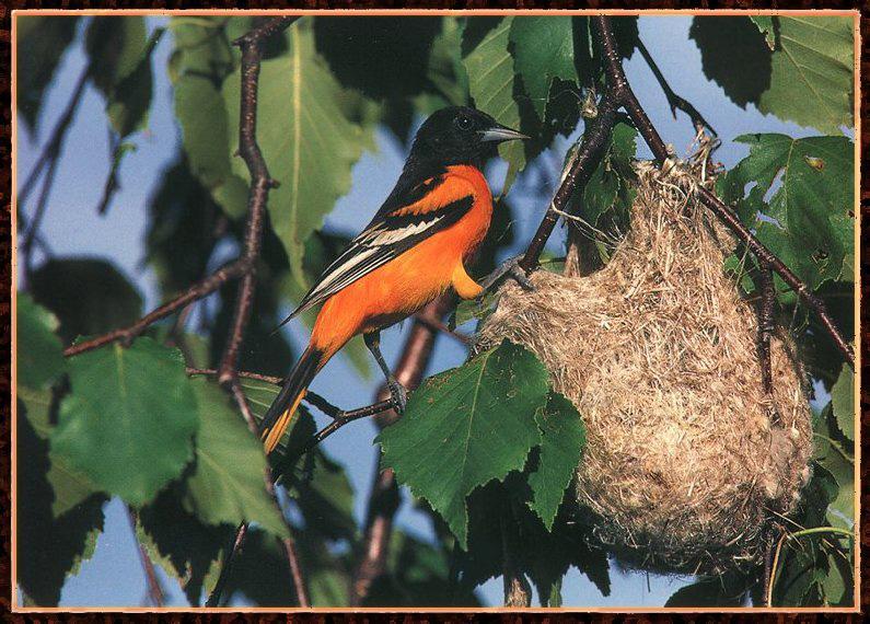 Baltimore Oriole (Icterus galbula) {!--아메리카꾀꼬리-->; DISPLAY FULL IMAGE.