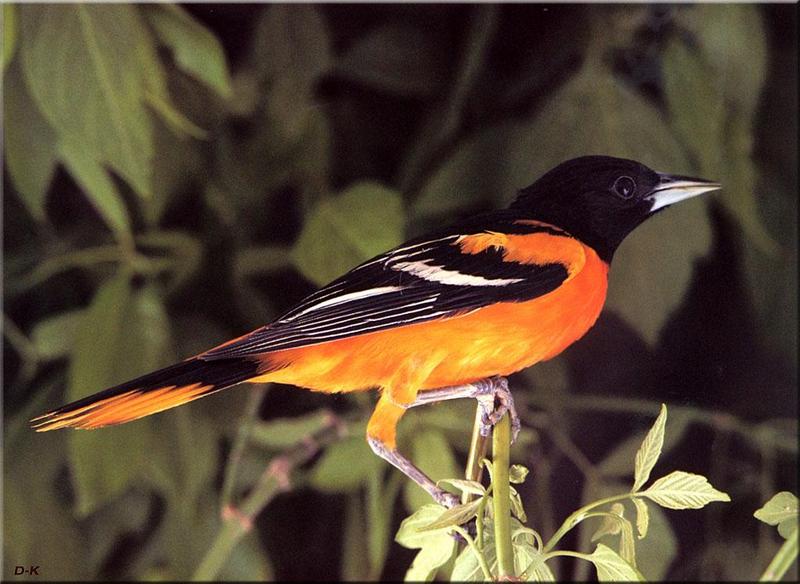 Baltimore Oriole (Icterus galbula) {!--아메리카꾀꼬리-->; DISPLAY FULL IMAGE.