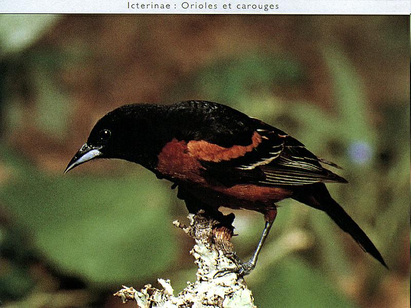 Baltimore Oriole (Icterus galbula) {!--아메리카꾀꼬리-->; DISPLAY FULL IMAGE.