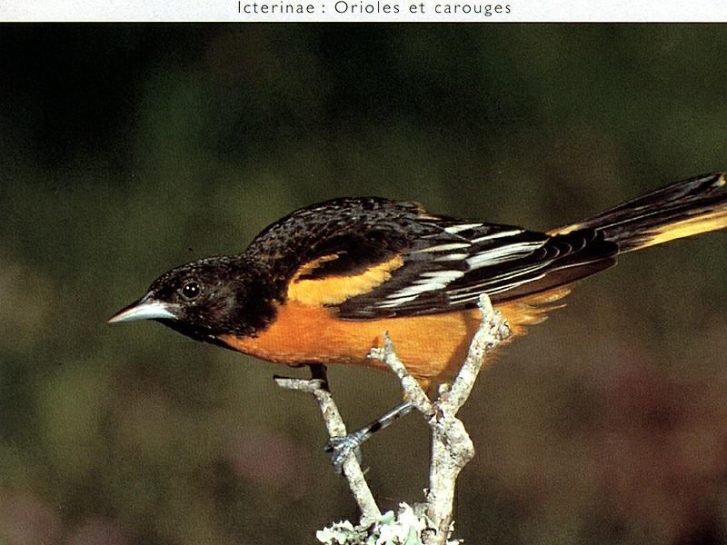Baltimore Oriole (Icterus galbula) {!--아메리카꾀꼬리-->; DISPLAY FULL IMAGE.