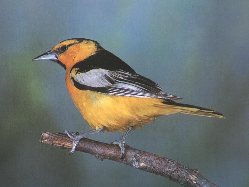 Baltimore Oriole (Icterus galbula) {!--아메리카꾀꼬리-->; DISPLAY FULL IMAGE.