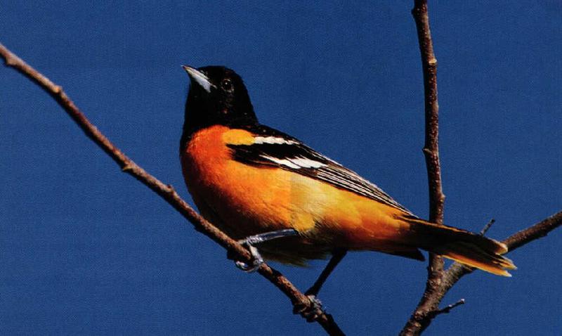 Baltimore Oriole (Icterus galbula) {!--아메리카꾀꼬리-->; DISPLAY FULL IMAGE.