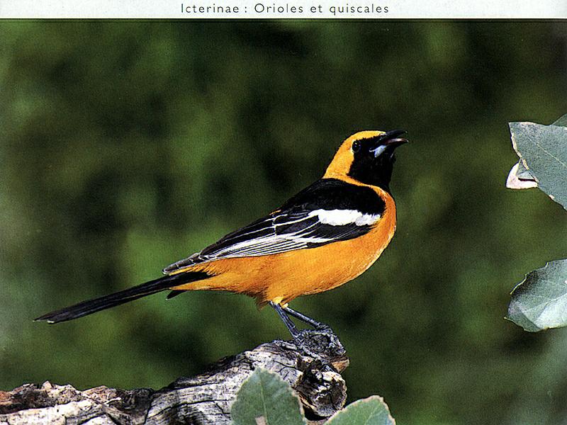 Hooded Oriole (Icterus cucullatus) {!--두건꾀꼬리-->; DISPLAY FULL IMAGE.