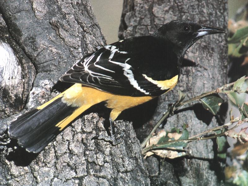 Spot-breasted Oriole (Icterus pectoralis) {!--얼룩가슴꾀꼬리-->; DISPLAY FULL IMAGE.