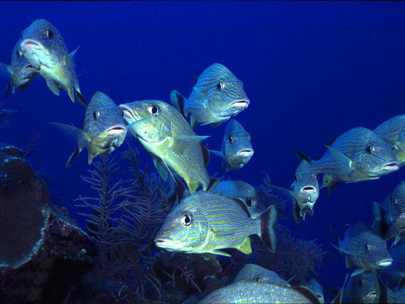 Bluestripe Snapper (Lutjanus kasmira) {!--네줄물퉁돔-->; DISPLAY FULL IMAGE.