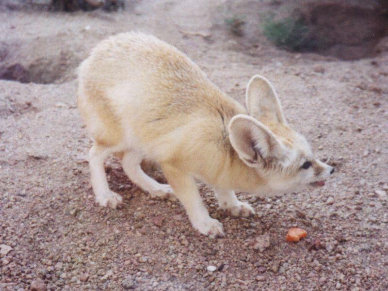 Fennec Fox (Vulpes zerda){!--페넥여우-->; DISPLAY FULL IMAGE.