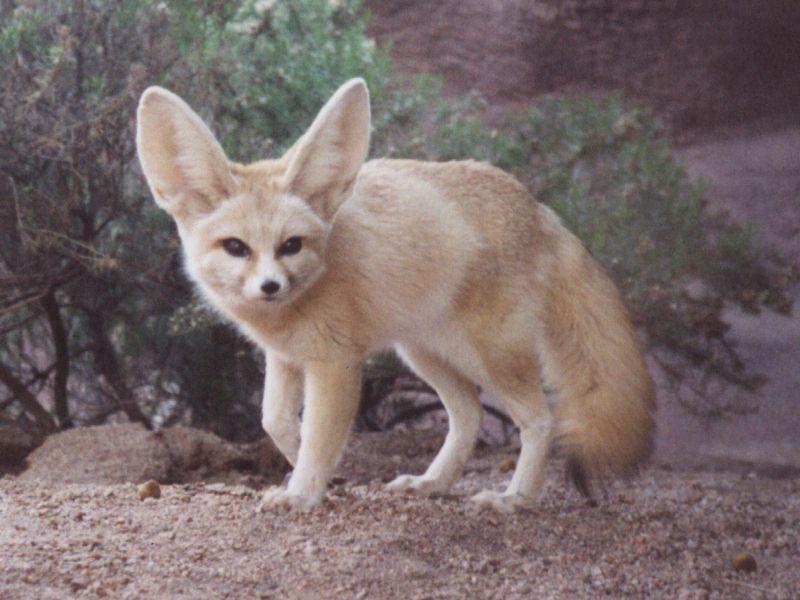 Fennec Fox (Vulpes zerda){!--페넥여우-->; DISPLAY FULL IMAGE.