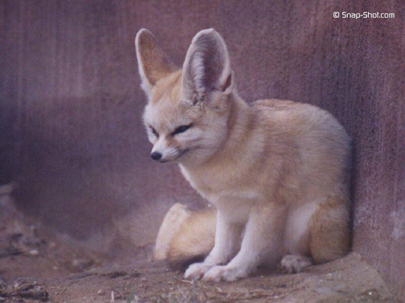 Fennec Fox (Vulpes zerda){!--페넥여우-->; DISPLAY FULL IMAGE.