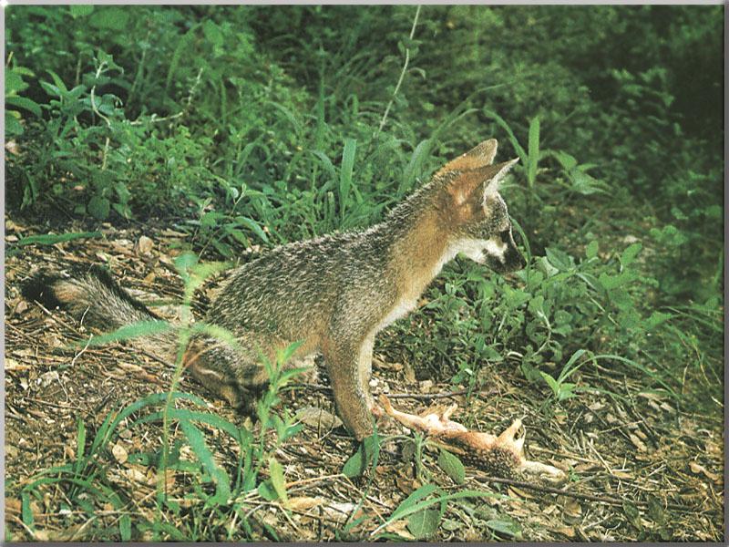 Gray Fox (Urocyon cinereoargenteus) {!--회색여우-->; DISPLAY FULL IMAGE.
